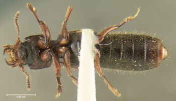 Media type: image;   Entomology 24067 Aspect: habitus ventral view